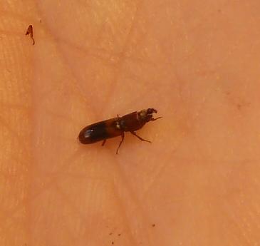 Nemozoma sp.